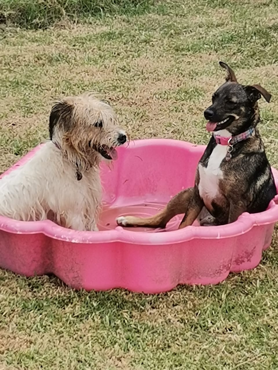 Dogs Day Out Knysna play care 3 Dogs Day Out Knysna play care 3