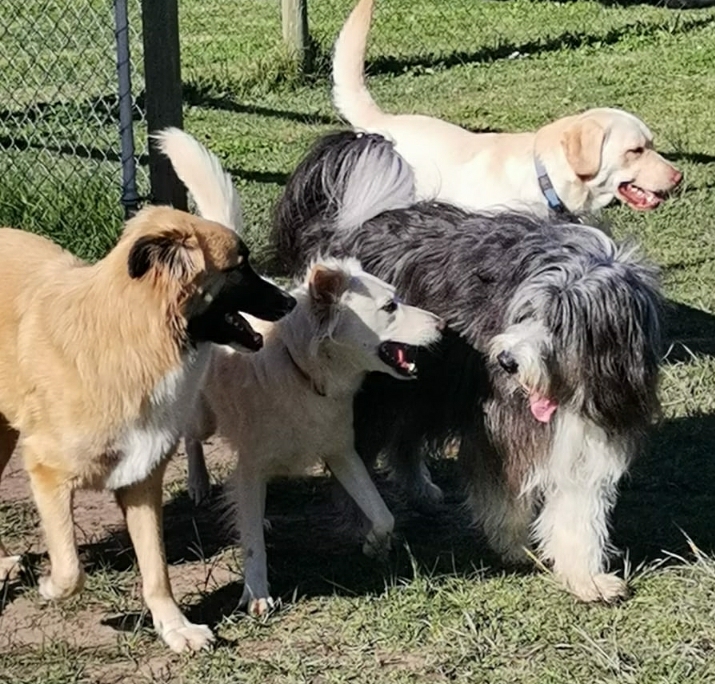 Dogs Day Out Knysna play care 4 Dogs Day Out Knysna play care 4