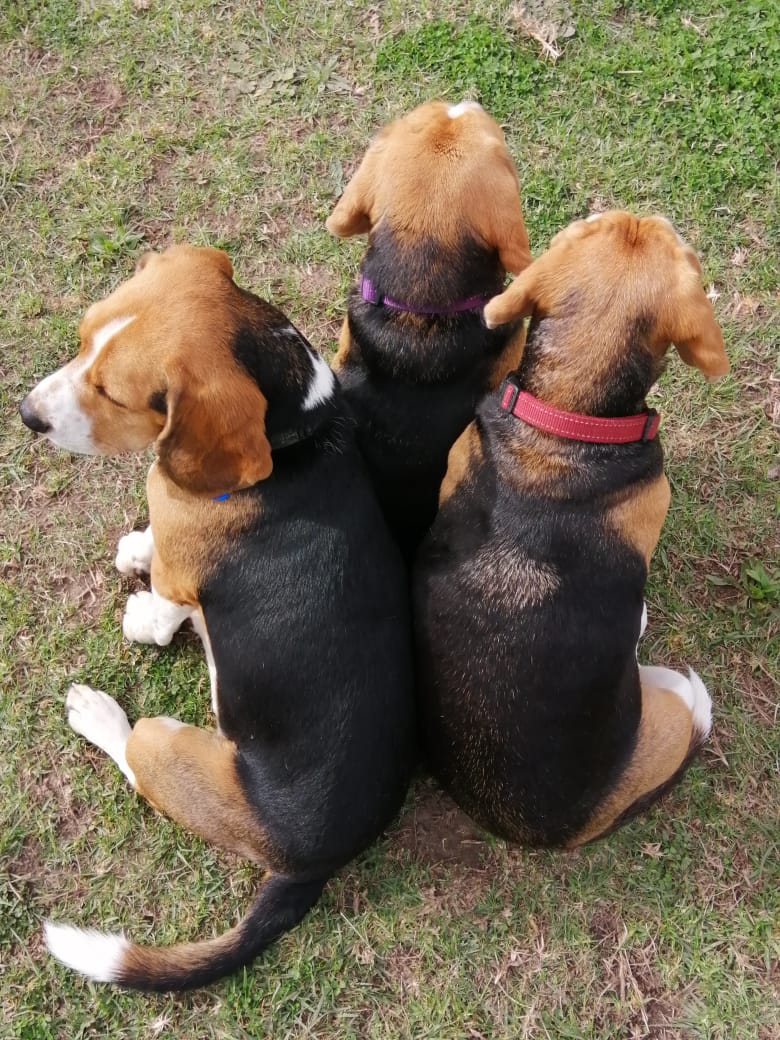 Dogs Day Out Knysna play care 5 Dogs Day Out Knysna play care 5
