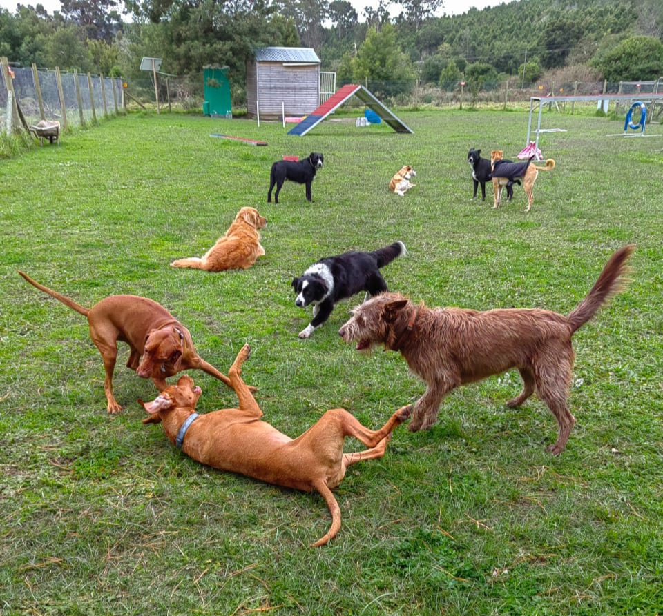 Dogs Day Out Knysna play care Dogs Day Out Knysna play care